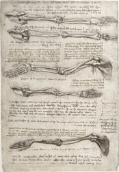 Anatomiestudien